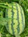 তরমুজ  [Watermelon ]